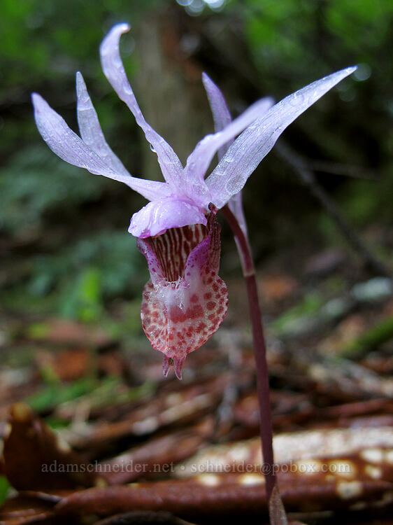 calypso orchid (Calypso bulbosa) [Salt Creek Falls, Willamette National Forest, Lane County, Oregon]