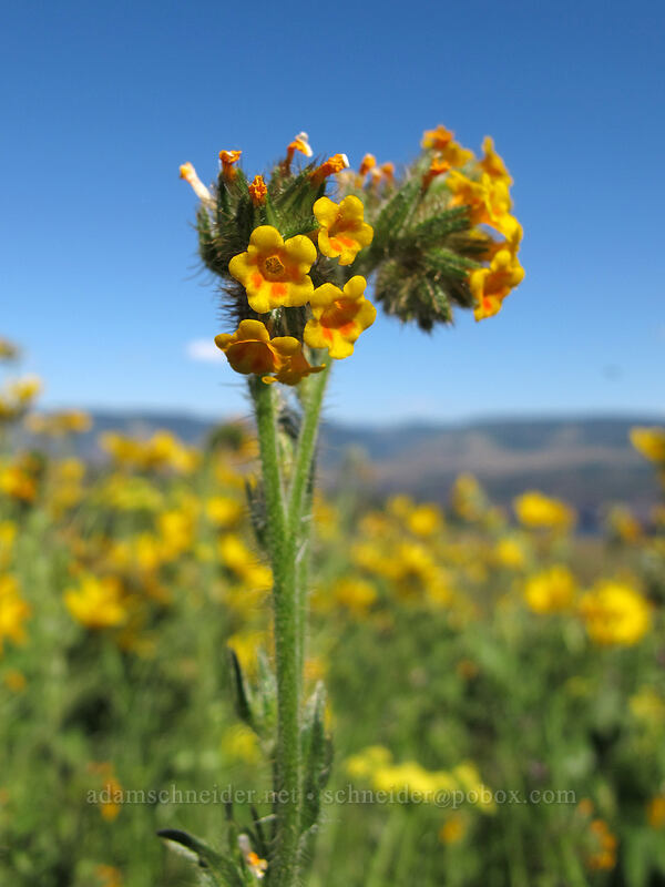 fiddleneck (Amsinckia menziesii) [Tom McCall Point Trail, Wasco County, Oregon]