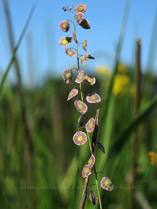 fringe-pod (Thysanocarpus curvipes) [Tom McCall Point Trail, Wasco County, Oregon]