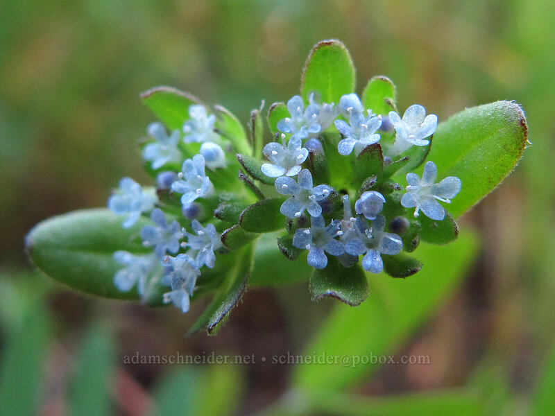European corn-salad (Valerianella locusta) [Tom McCall Point Trail, Wasco County, Oregon]