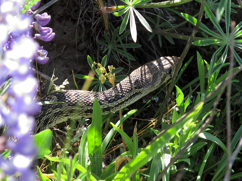 gopher snake (Pituophis catenifer) [Tom McCall Point Trail, Wasco County, Oregon]