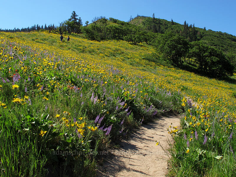 balsamroot & lupine (Balsamorhiza sp., Lupinus sp.) [Tom McCall Point Trail, Wasco County, Oregon]