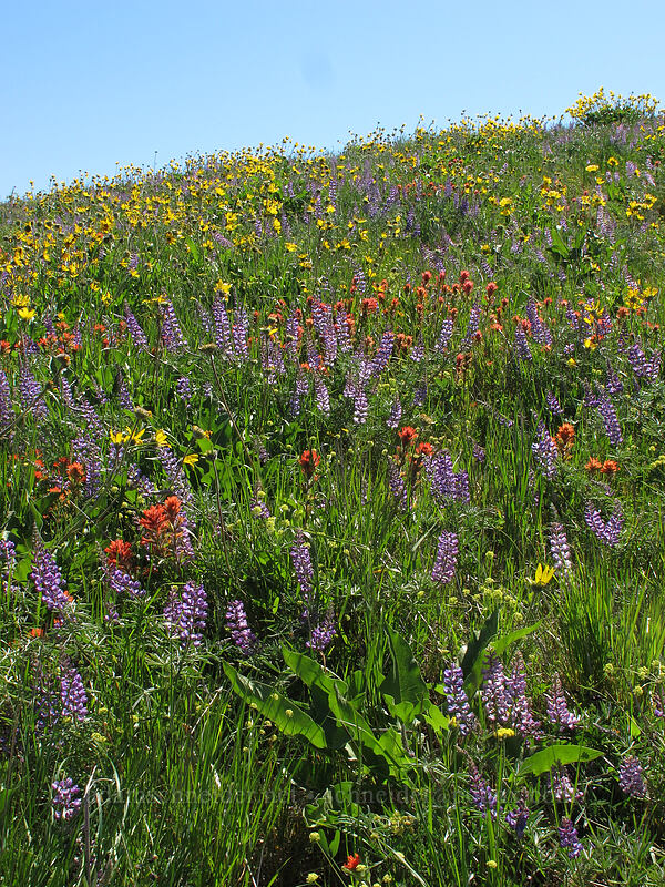 balsamroot, lupine, & paintbrush (Balsamorhiza sp., Lupinus sp., Castilleja hispida) [Tom McCall Point Trail, Wasco County, Oregon]