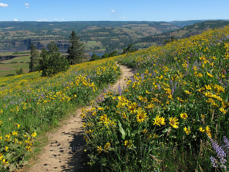 balsamroot & lupine (Balsamorhiza sp., Lupinus sp.) [Tom McCall Point Trail, Wasco County, Oregon]