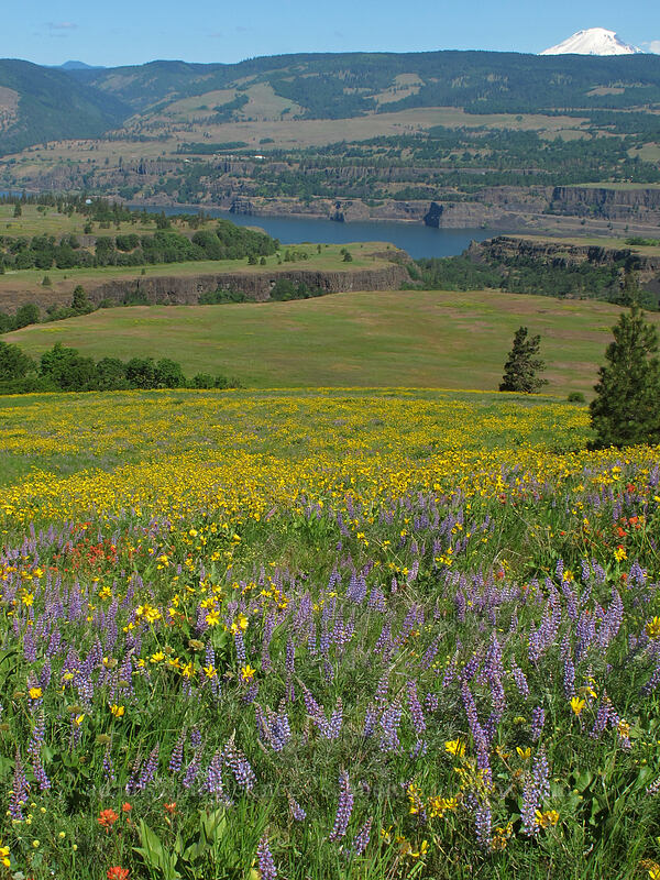 balsamroot, lupine, & paintbrush (Balsamorhiza sp., Lupinus sp., Castilleja hispida) [Tom McCall Point Trail, Wasco County, Oregon]