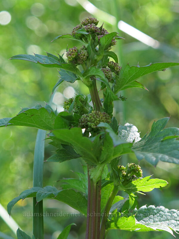 Pacific sanicle (Sanicula crassicaulis) [Tom McCall Point Trail, Wasco County, Oregon]