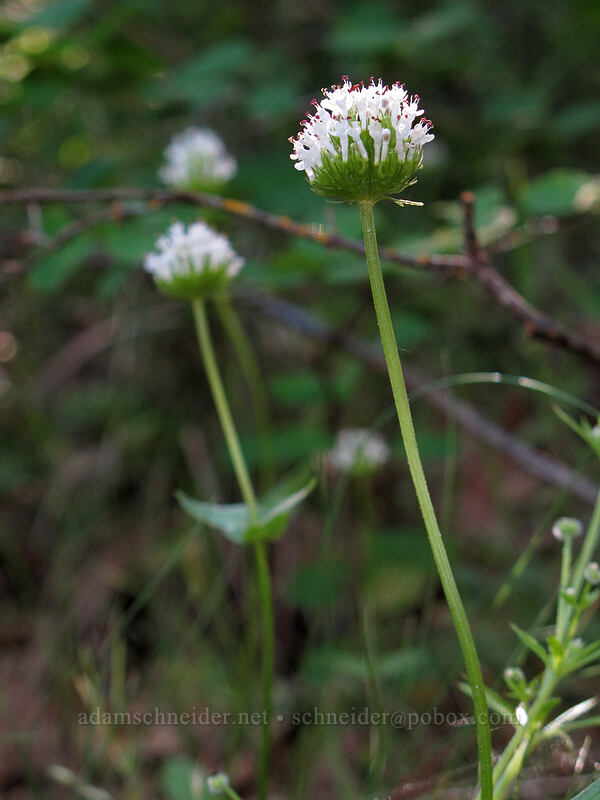 white plectritis (Plectritis macrocera) [Tom McCall Point Trail, Wasco County, Oregon]
