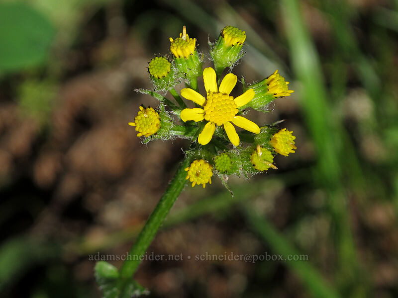 western groundsel (Senecio integerrimus) [Tom McCall Point Trail, Wasco County, Oregon]