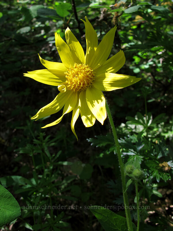 heart-leaf arnica (Arnica cordifolia) [Tom McCall Point Trail, Wasco County, Oregon]
