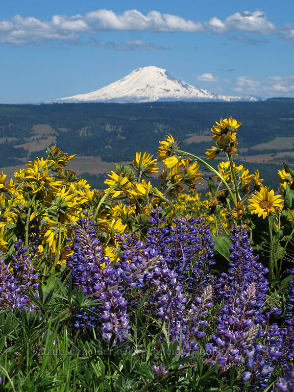 balsamroot, lupine, & Mt. Adams (Balsamorhiza careyana, Lupinus sp.) [Tom McCall Point, Wasco County, Oregon]