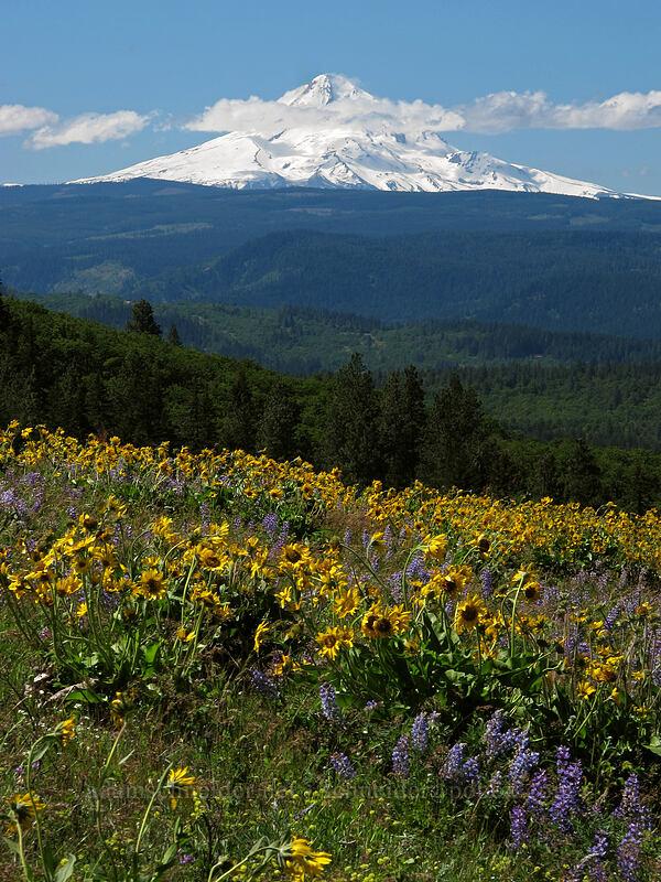 balsamroot, lupine, & Mt. Hood (Balsamorhiza sp., Lupinus sp.) [Tom McCall Point, Wasco County, Oregon]