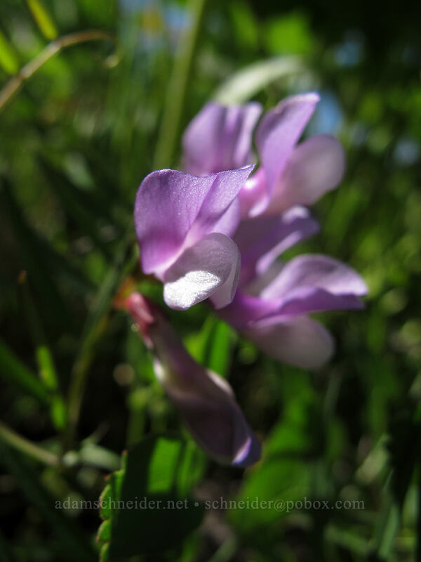 American vetch (Vicia americana) [Tom McCall Point Trail, Wasco County, Oregon]