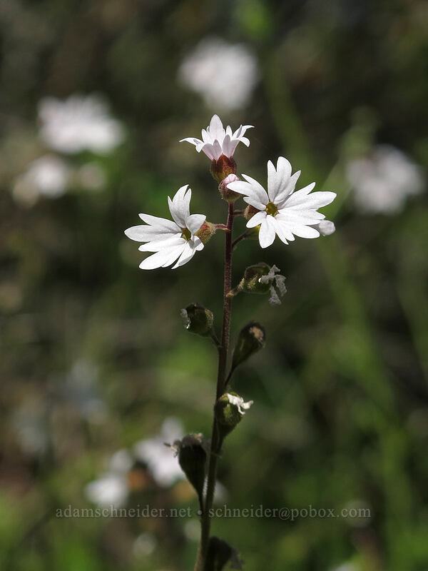 prairie stars (Lithophragma parviflorum) [Tom McCall Point Trail, Wasco County, Oregon]