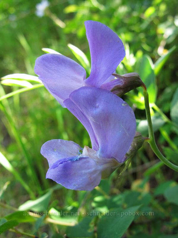 pea-vine flowers (Lathyrus sp.) [Tom McCall Point Trail, Wasco County, Oregon]