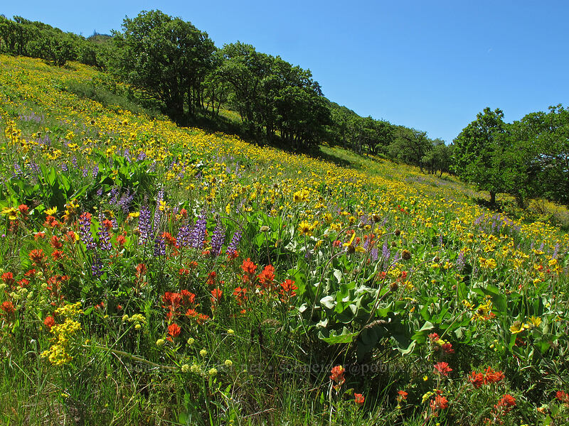 balsamroot, lupine, & paintbrush (Balsamorhiza sp., Lupinus sp., Castilleja hispida) [Tom McCall Point Trail, Wasco County, Oregon]