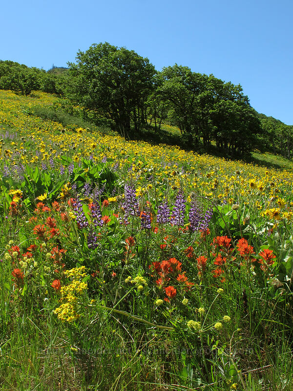 balsamroot, lupine, & paintbrush (Balsamorhiza sp., Lupinus sp., Castilleja hispida) [Tom McCall Point Trail, Wasco County, Oregon]