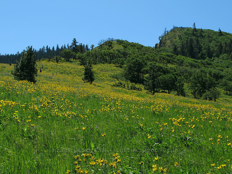 balsamroot (Balsamorhiza sp.) [Tom McCall Point Trail, Wasco County, Oregon]