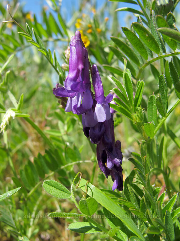 winter vetch (Vicia villosa) [Tom McCall Point Trail, Wasco County, Oregon]