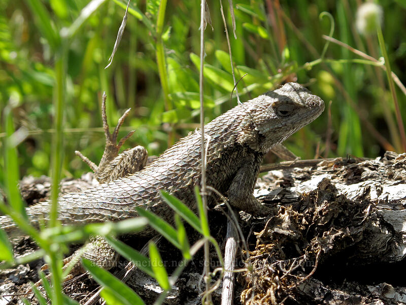 western fence lizard (Sceloporus occidentalis occidentalis) [Tom McCall Point Trail, Wasco County, Oregon]