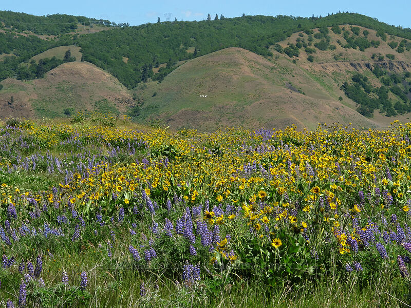 balsamroot, lupine, & the 