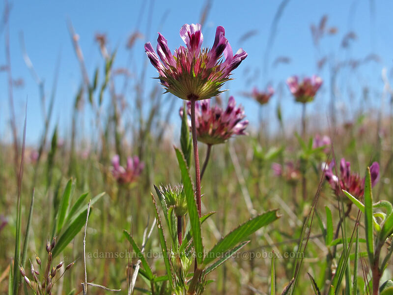 tomcat clover (Trifolium willdenovii) [Rowena Plateau, Wasco County, Oregon]