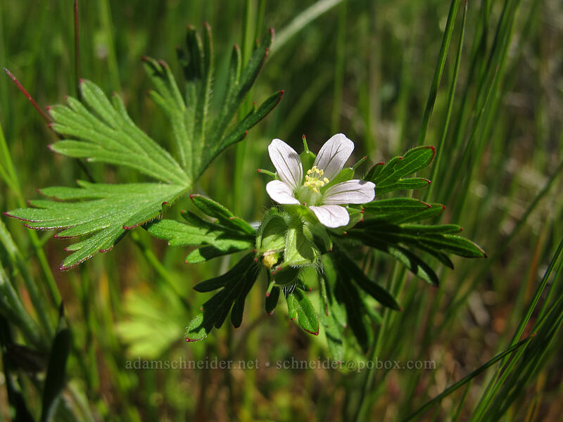 Carolina geranium (Geranium carolinianum) [Rowena Plateau, Wasco County, Oregon]