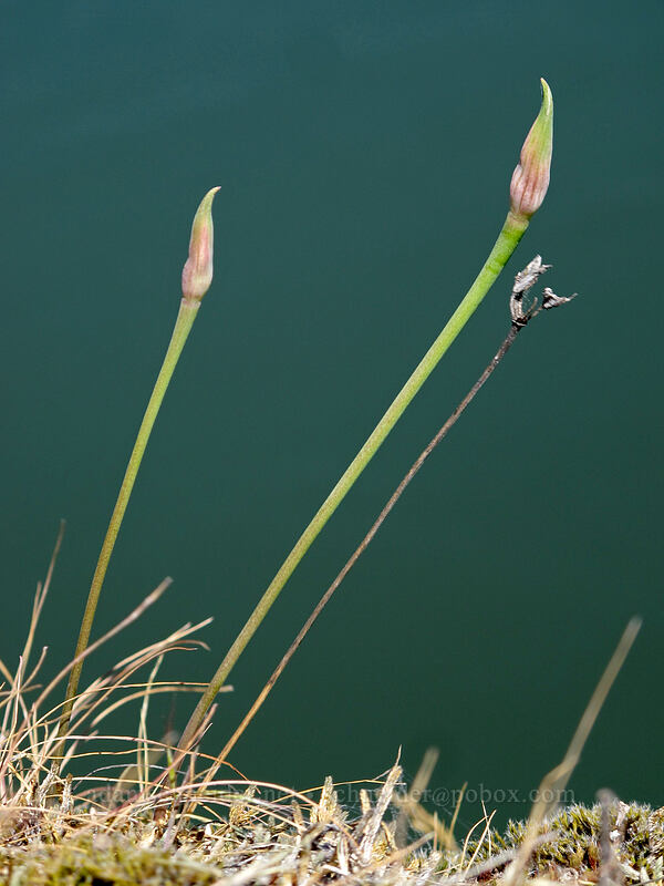 onions, budding (Allium acuminatum) [Rowena Plateau, Wasco County, Oregon]