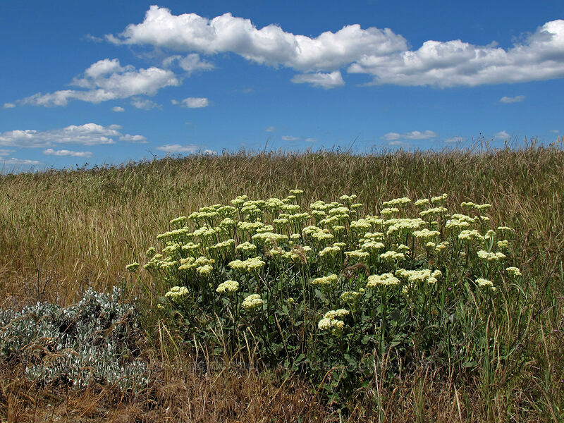 heart-leaf buckwheat (Eriogonum compositum) [Rowena Plateau, Wasco County, Oregon]
