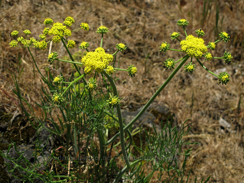 desert parsley (Lomatium sp.) [Rowena Plateau, Wasco County, Oregon]