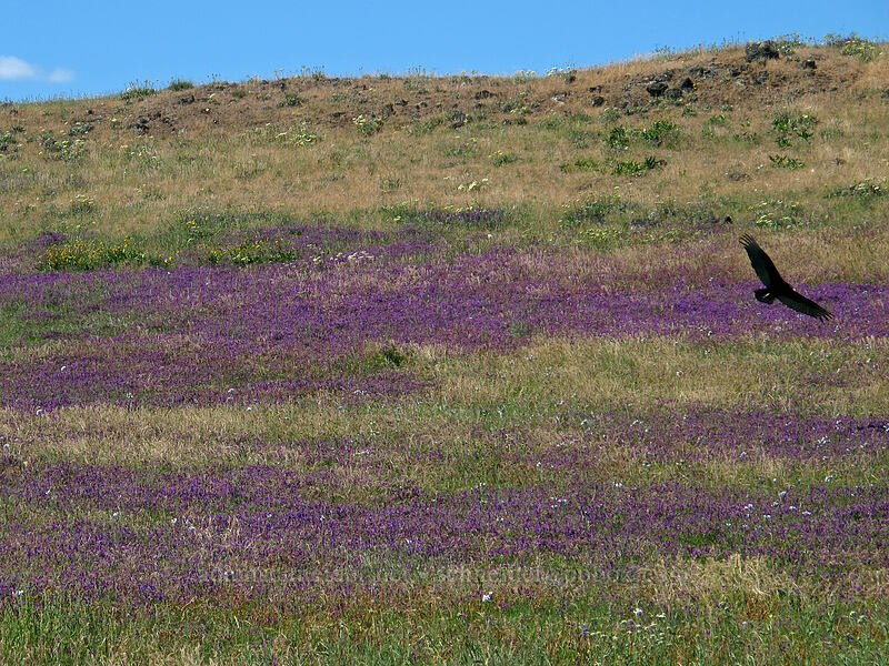 winter vetch & a turkey vulture (Vicia villosa, Cathartes aura) [Dell Road, Wasco County, Oregon]