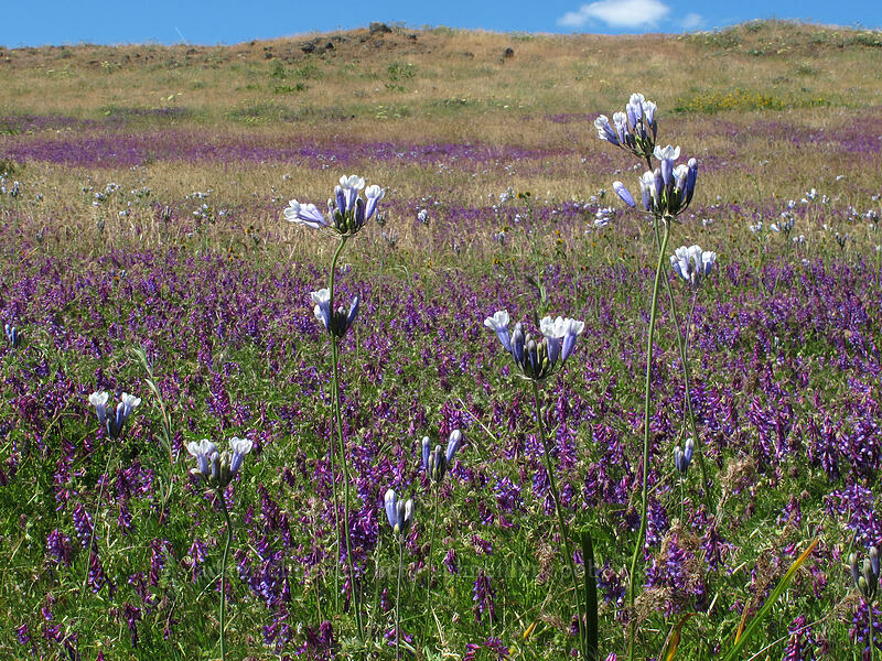 bi-colored cluster lilies & winter vetch (Triteleia grandiflora var. howellii (Brodiaea bicolor), Vicia villosa) [Dell Road, Wasco County, Oregon]