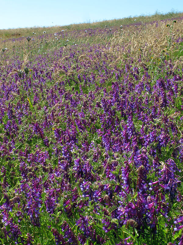winter vetch (Vicia villosa) [Dell Road, Wasco County, Oregon]