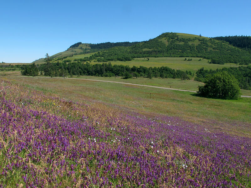 Tom McCall Point & winter vetch (Vicia villosa) [Dell Road, Wasco County, Oregon]