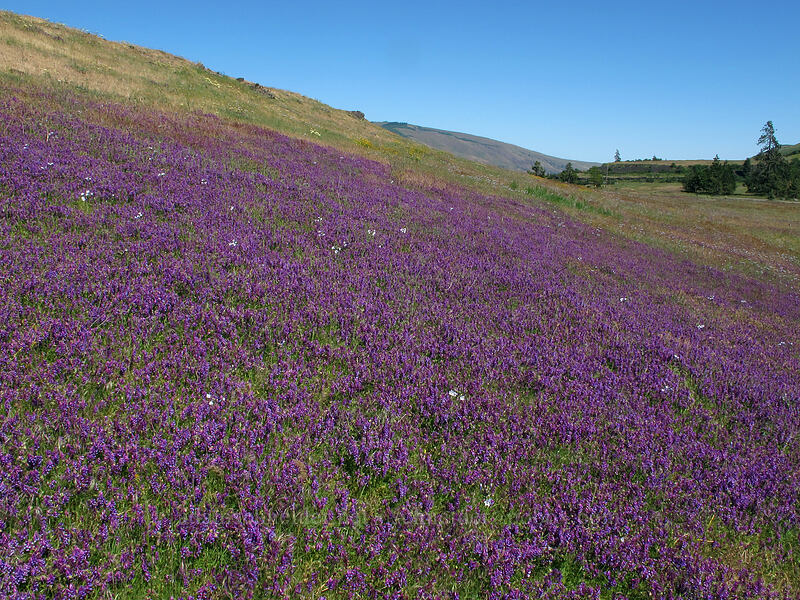 winter vetch (Vicia villosa) [Dell Road, Wasco County, Oregon]