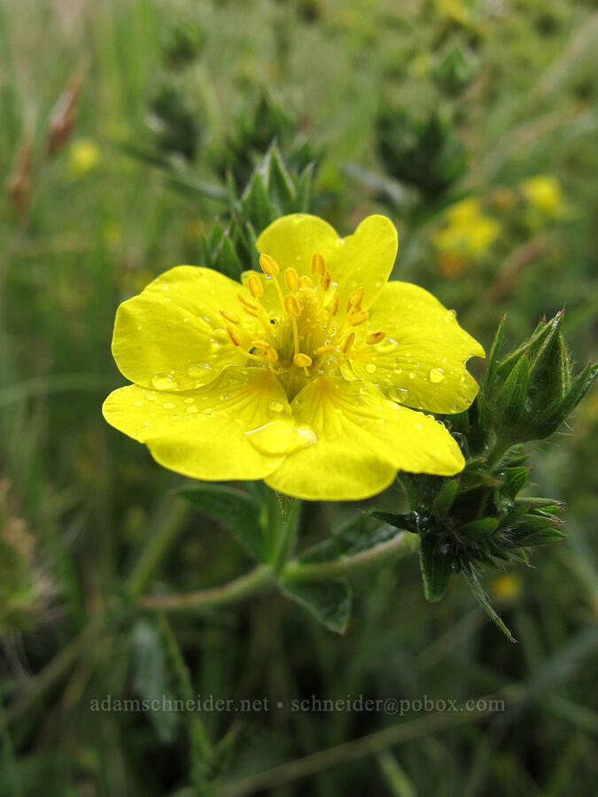 slender cinquefoil (Potentilla gracilis) [Baskett Slough NWR, Polk County, Oregon]
