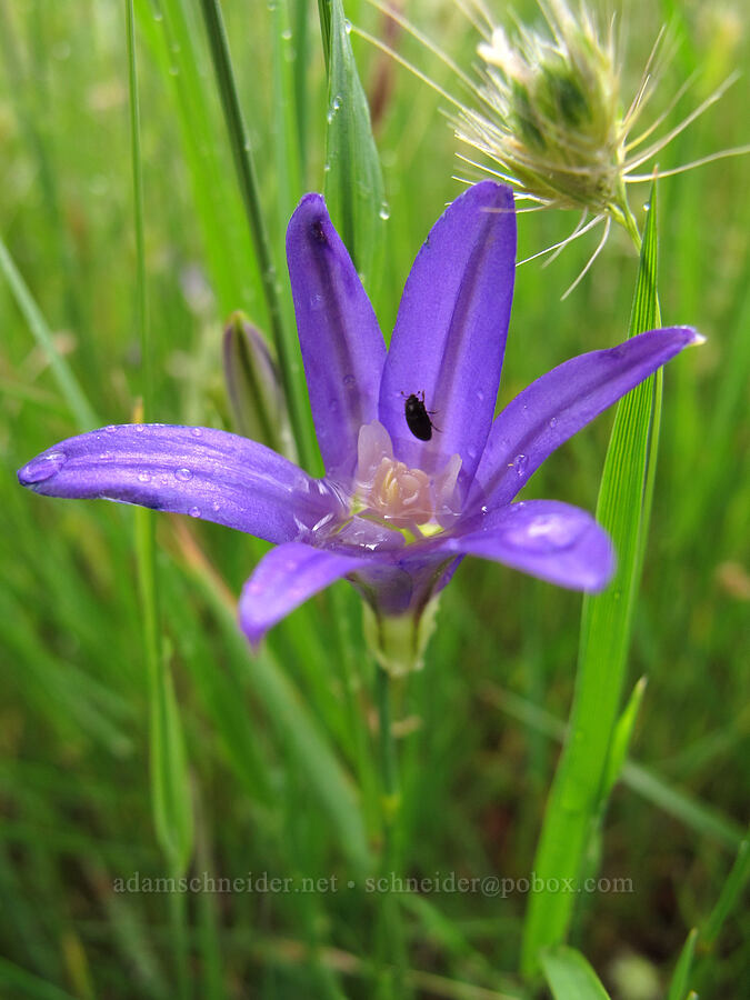 harvest brodiaea (Brodiaea coronaria) [Baskett Slough NWR, Polk County, Oregon]