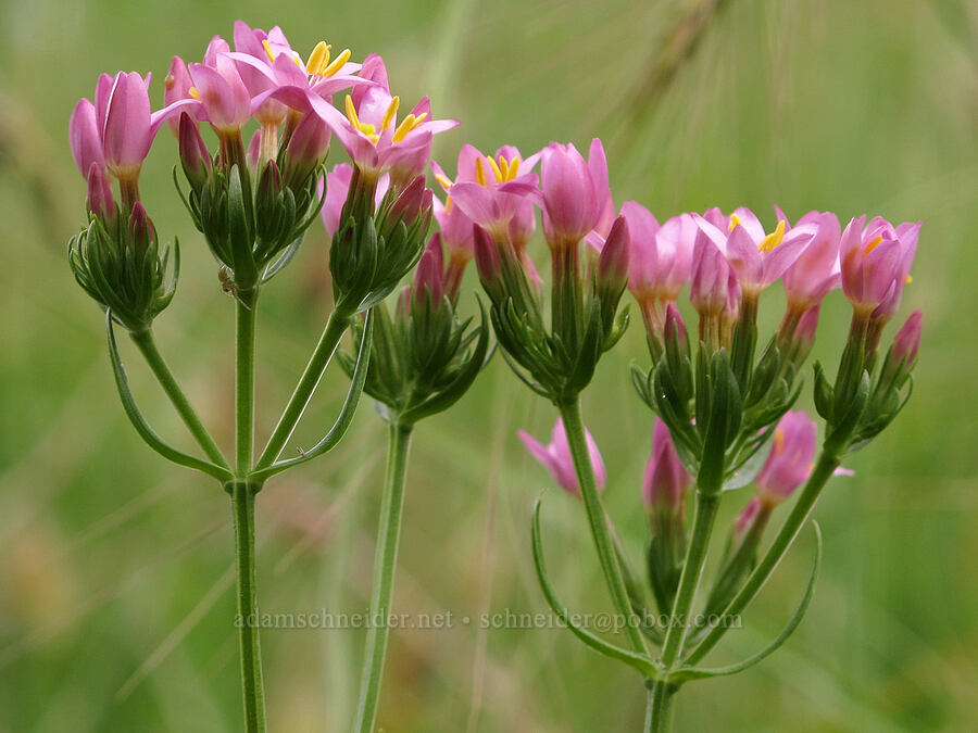 common centaury (Centaurium erythraea) [Baskett Slough NWR, Polk County, Oregon]