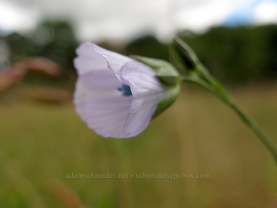 pale blue flax (Linum sp.) [Baskett Slough NWR, Polk County, Oregon]