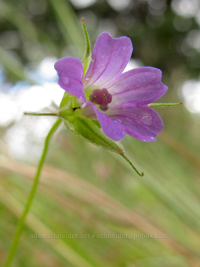 cut-leaf geranium (Geranium dissectum) [Baskett Slough NWR, Polk County, Oregon]