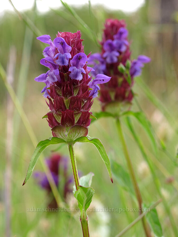 self-heal (Prunella vulgaris) [Baskett Slough NWR, Polk County, Oregon]