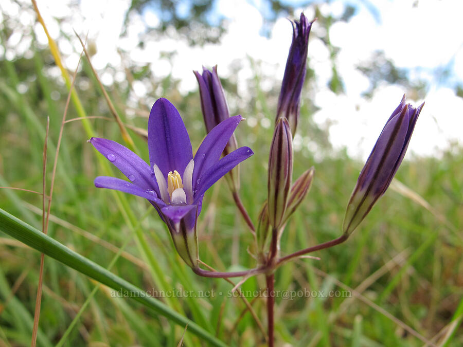 harvest brodiaea (Brodiaea coronaria) [Baskett Slough NWR, Polk County, Oregon]