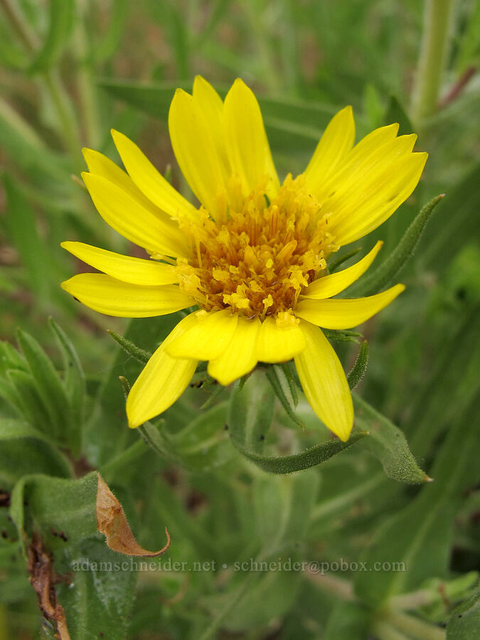Willamette Valley gumweed (Grindelia integrifolia) [Baskett Slough NWR, Polk County, Oregon]