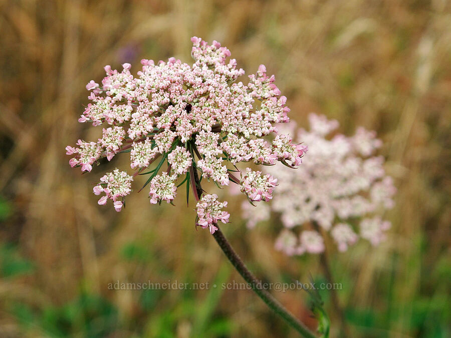 Queen Anne's lace (Daucus carota) [Baskett Slough NWR, Polk County, Oregon]