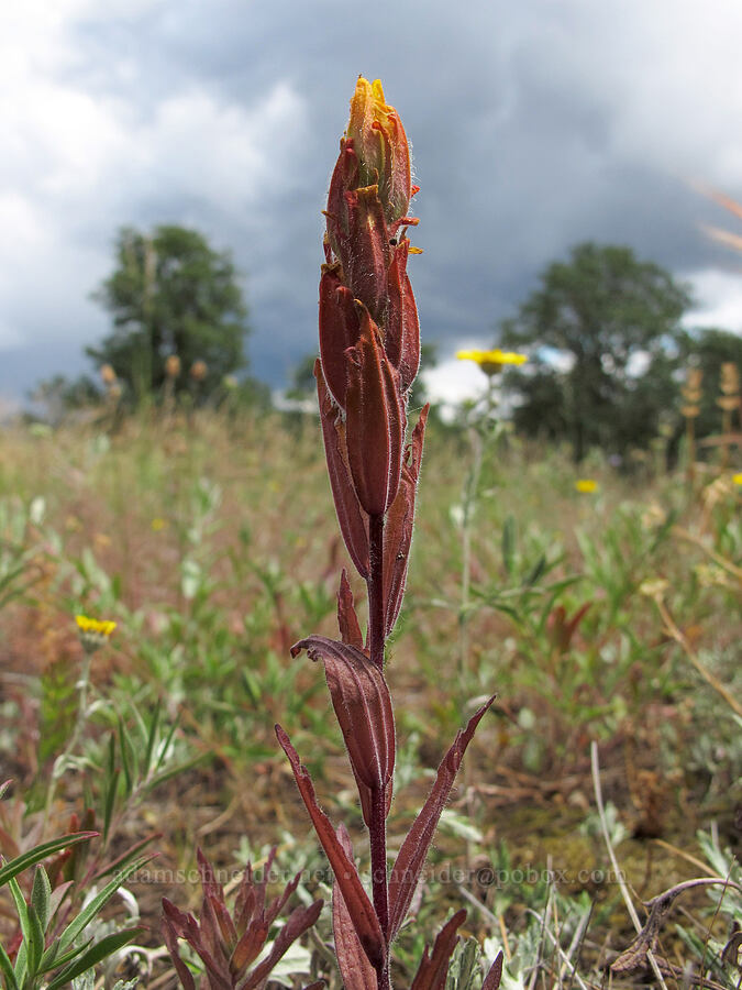golden paintbrush, fading (Castilleja levisecta) [Baskett Slough NWR, Polk County, Oregon]