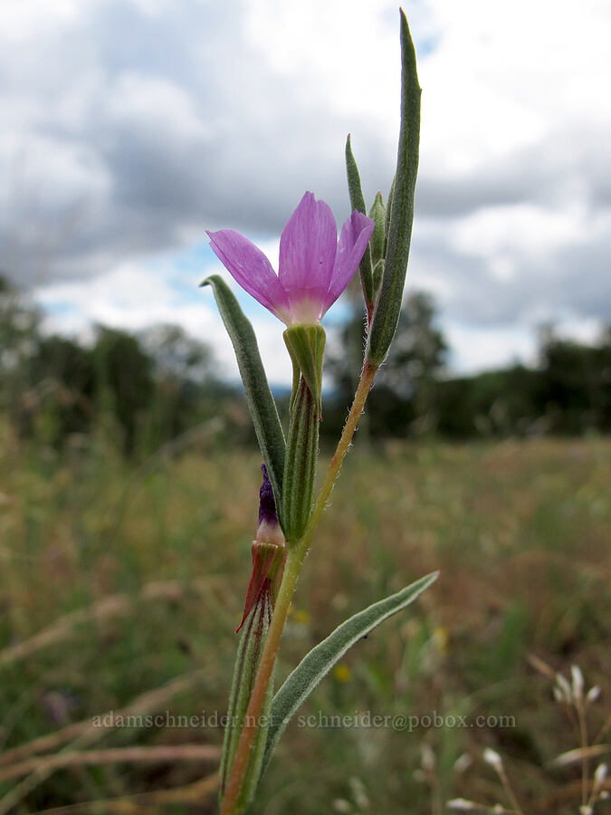 wine-cup clarkia (Clarkia purpurea) [Baskett Slough NWR, Polk County, Oregon]