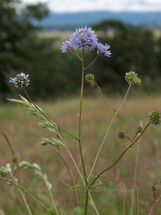 blue-head gilia (Gilia capitata) [Baskett Slough NWR, Polk County, Oregon]