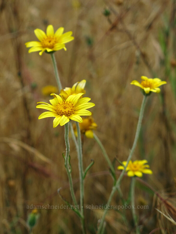 Oregon sunshine (Eriophyllum lanatum) [Baskett Slough NWR, Polk County, Oregon]