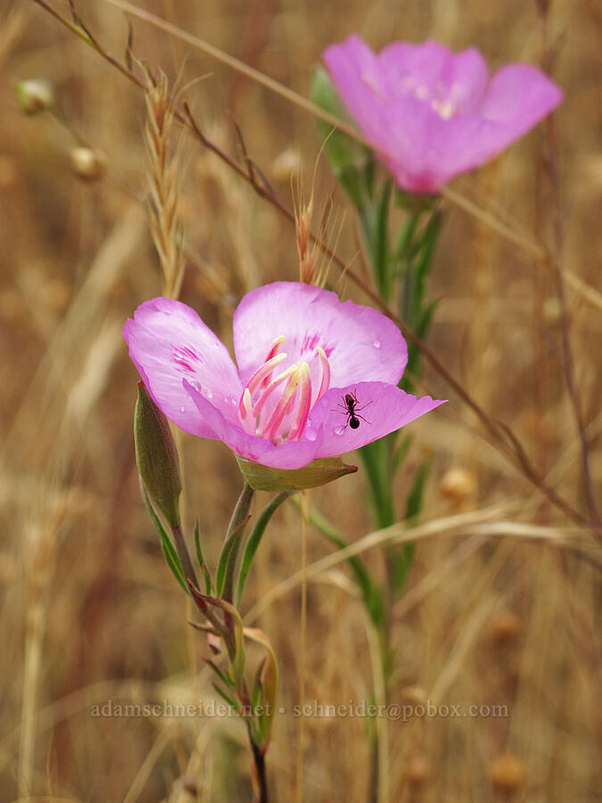 huge clarkia (Clarkia amoena (Godetia amoena)) [Baskett Slough NWR, Polk County, Oregon]