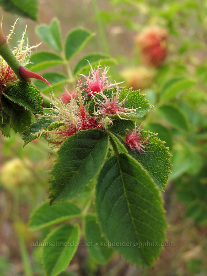 mossy rose galls (Diplolepis rosae) [Baskett Slough NWR, Polk County, Oregon]