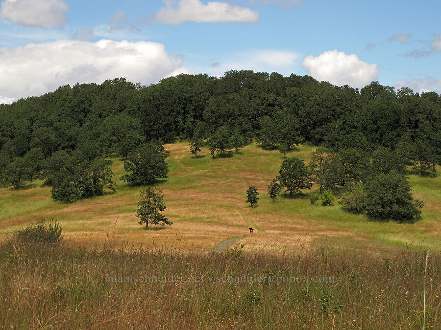 Baskett Butte [Baskett Slough NWR, Polk County, Oregon]